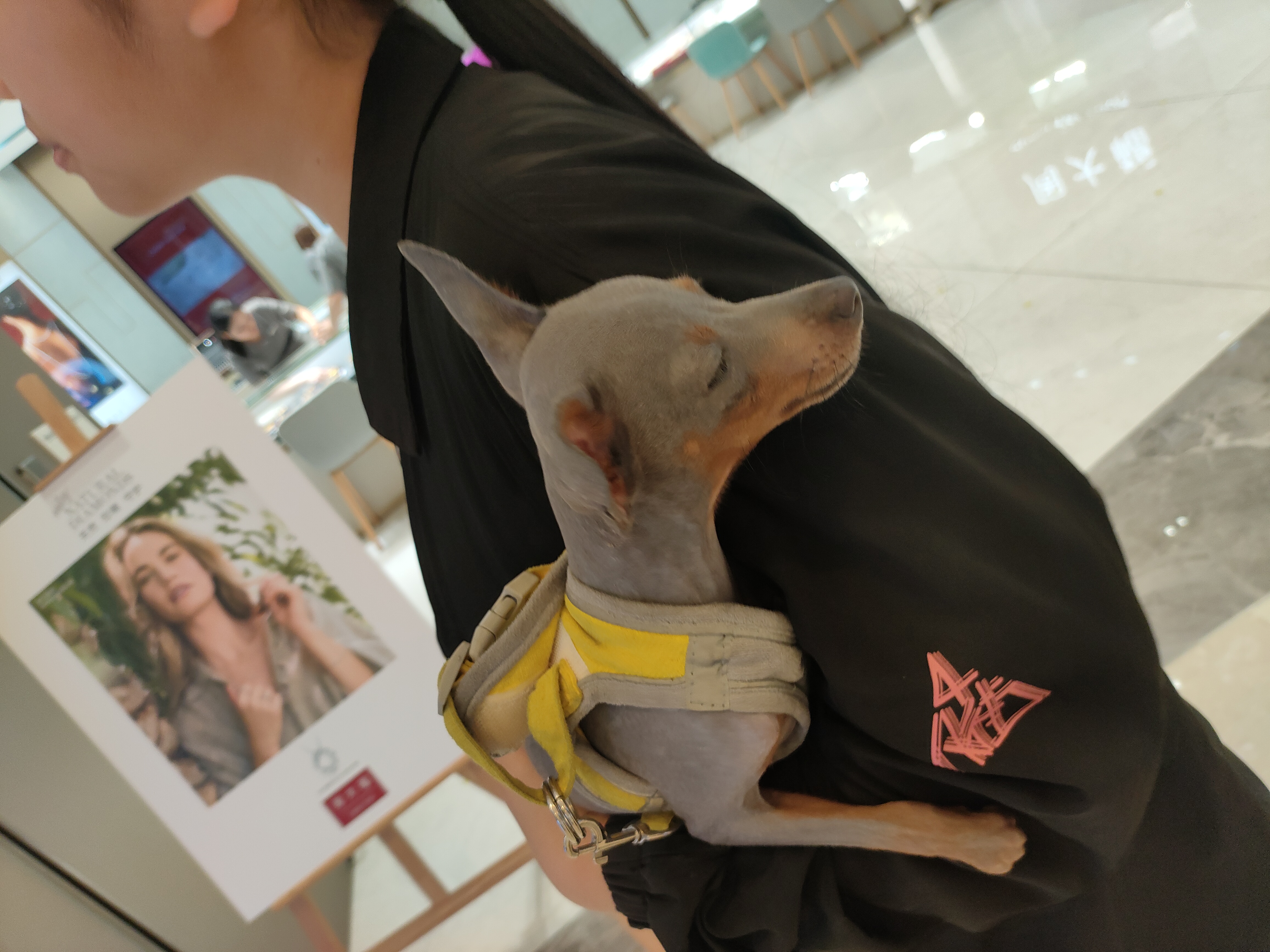 纯种小体小鹿犬蓝色精品，不到5斤。种公级别